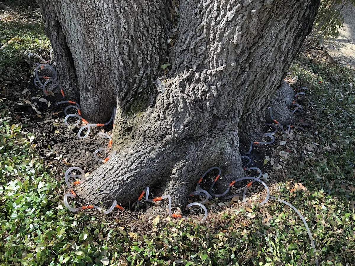 Detailed Tree Cabling and Bracing job site in Brownville