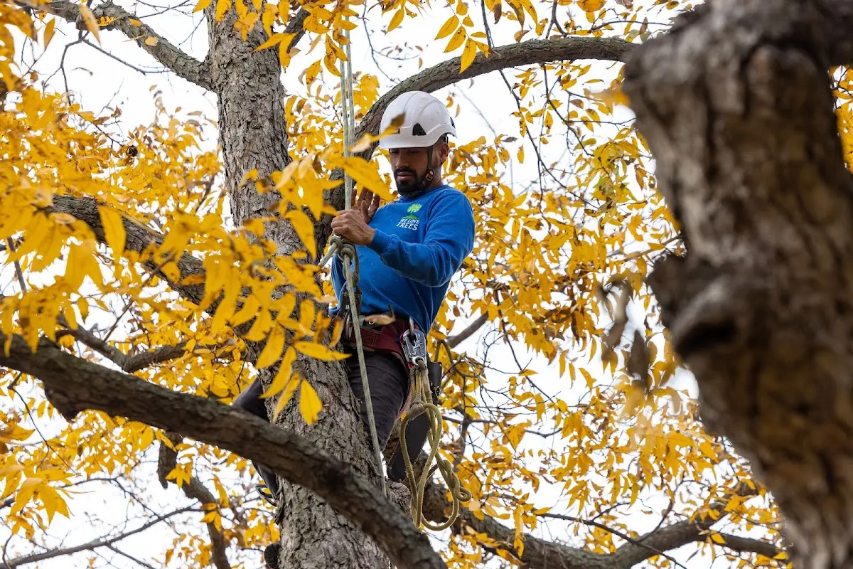 Skilled Tree Trimming crew working in Brownville