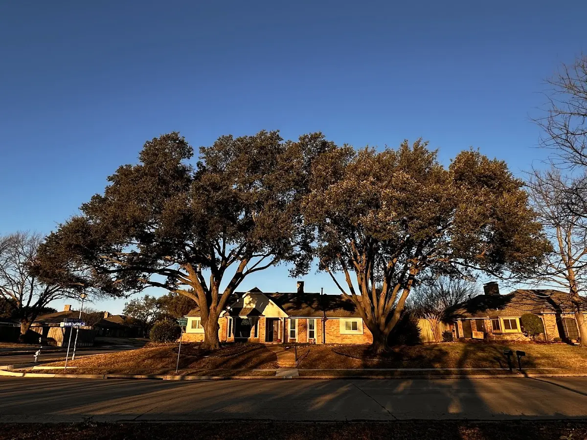 Established residential canopy tree shading a home in Brownville